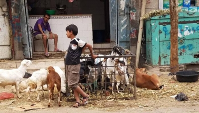 "أضحية العيد" من ضرورة إلى حُلم لدى اليمنيين (تقرير خاص)