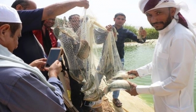 حضرموت.. نجاح أول مزرعة استزراع سمكي تحتوي على 400 ألف سمكة - صور