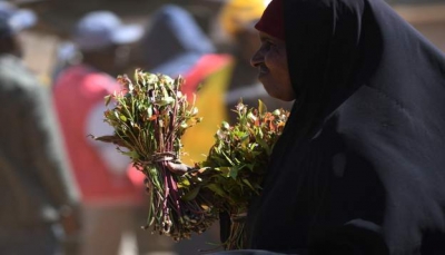 تجارة بعشرات الملايين سنويا.. كينيا تستأنف تصدير "القات" إلى الصومال 