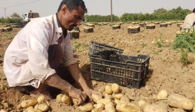 تعرف على فوائد البطاطا وكيف يمكن الاستفادة منها؟