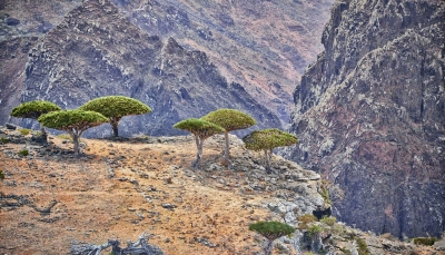 معهد أميركي: أرخبيل سقطرى اليمني.. احتلال الإمارات وتدمير أحد مواقع التراث العالمي (ترجمة خاصة)