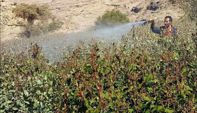 جريمة قتل ممنهجة.. الحكومة اليمنية تندد بإغراق مليشيا الحوثي البلاد بالمبيدات القاتلة