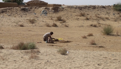 حجة.. الفرق الهندسية للجيش تنتزع عددا من الألغام الحوثية في ميدي